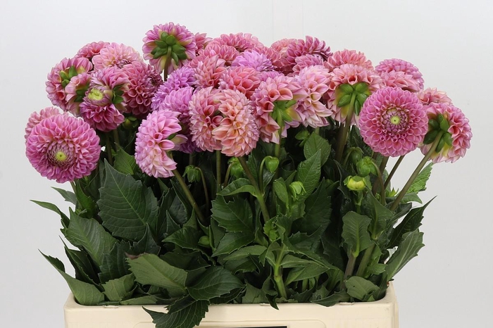 <h4>Dahlia Caitlin's Joy</h4>