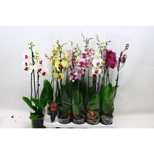 PHAL GEM 7 KL