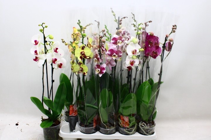 <h4>PHAL GEM 7 KL</h4>