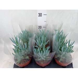 Curio ficoides 'Mount everest'