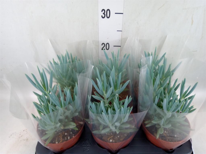 Curio ficoides 'Mount everest'