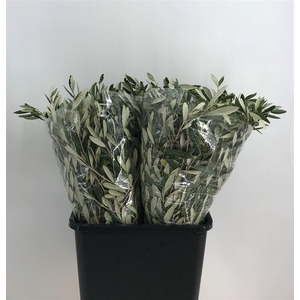 OLEA EUROPAEA 200G