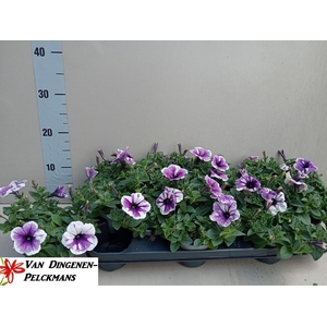 PET BLUE VEIN SURFIN