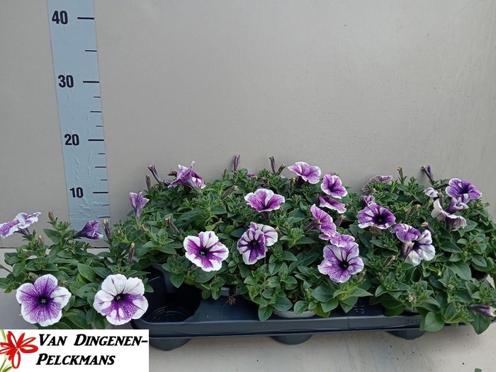 <h4>PET BLUE VEIN SURFIN</h4>