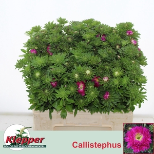 Callis Azumi Xl Pink