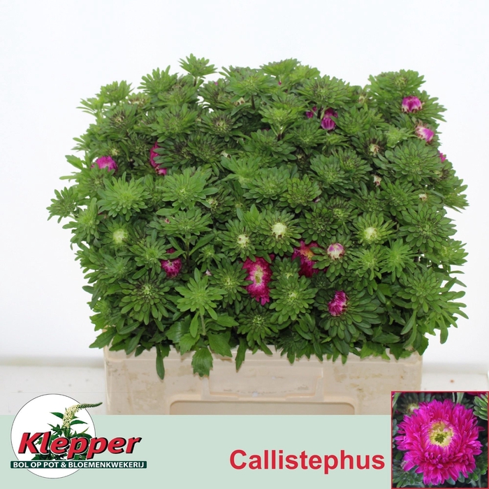 <h4>Callis Azumi Xl Pink</h4>