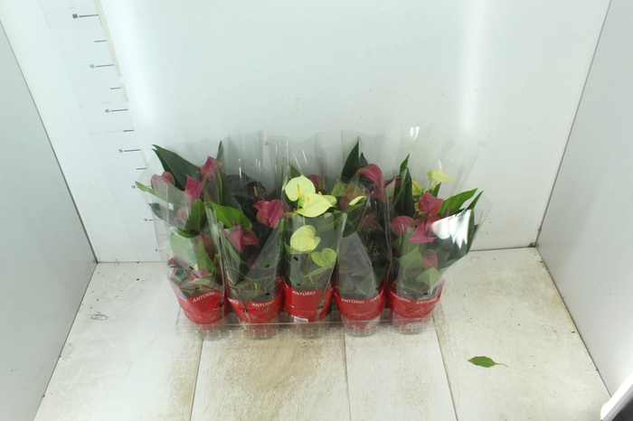 <h4>ANTHURIUM VARIADO P12</h4>