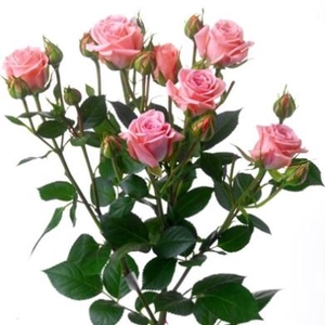 Rosa spray (our choice) pink