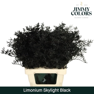 Limonium Skylight L70 Black