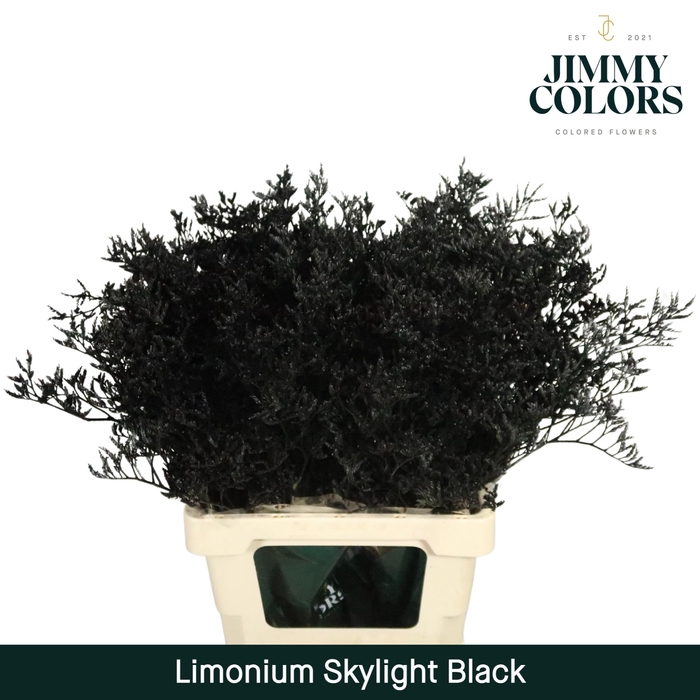 <h4>Limonium Skylight L70 Black</h4>