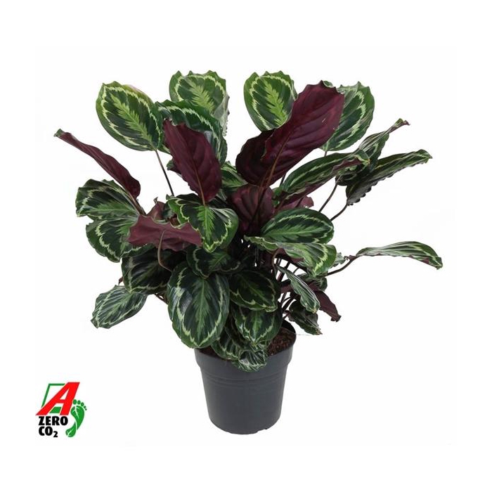 <h4>Calathea Medaillon</h4>