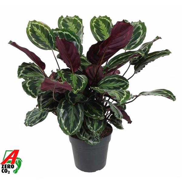 <h4>Calathea 'Medallion'</h4>