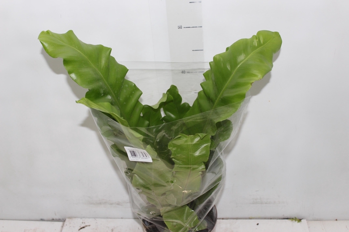 <h4>ASPLENIUM NIDUS P17</h4>