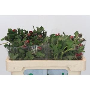 Ranunculus Magical Tangerine