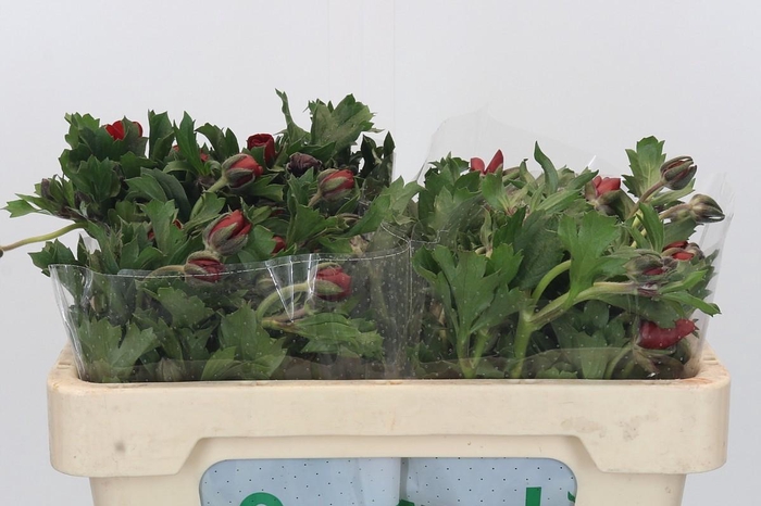 <h4>Ranunculus Magical Tangerine</h4>