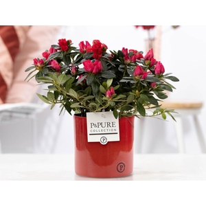 1st class Azalea red in P&PURE Essential ceramics red