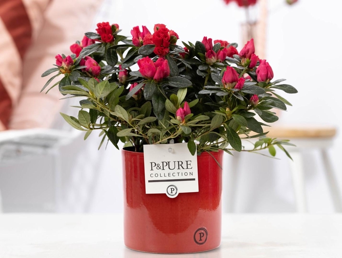 <h4>1st class Azalea red in P&PURE Essential ceramics red</h4>