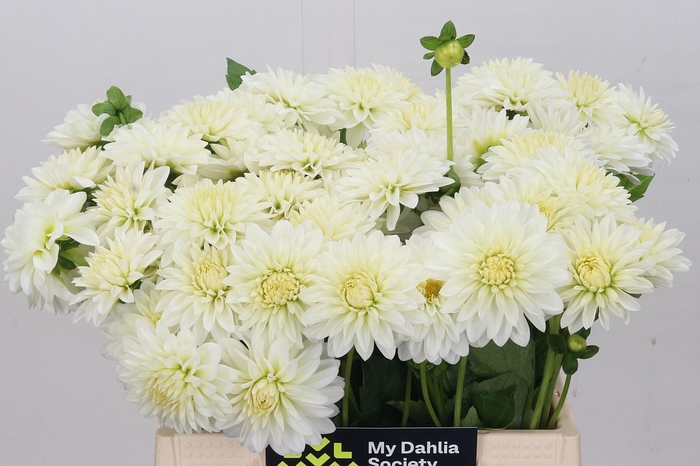 <h4>Dahlia White Cap</h4>