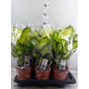 Dieffenbachia  'Summer Style'