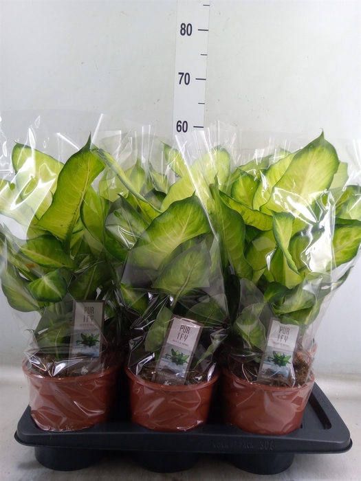 <h4>Dieffenbachia  'Summer Style'</h4>