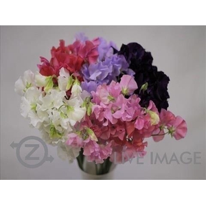 Lathyrus od mix in bucket
