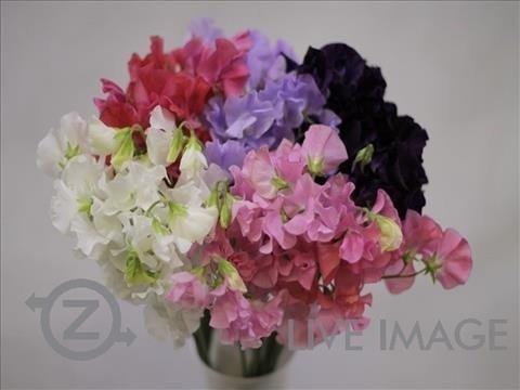 <h4>Lathyrus od mix in bucket</h4>