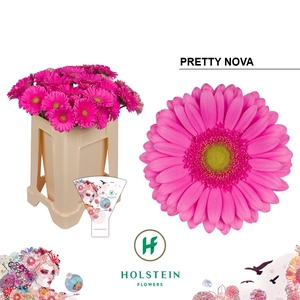 Gerbera Pretty Nova