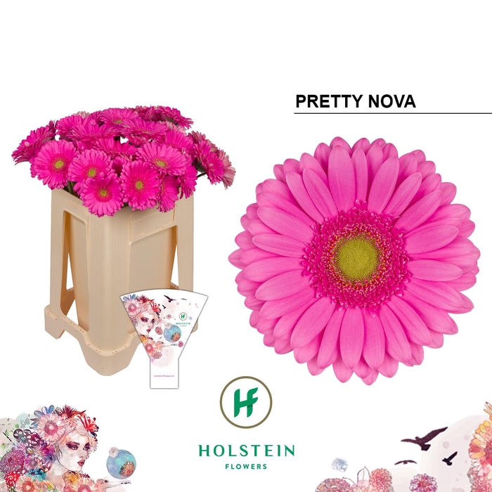 <h4>Gerbera Pretty Nova Water</h4>