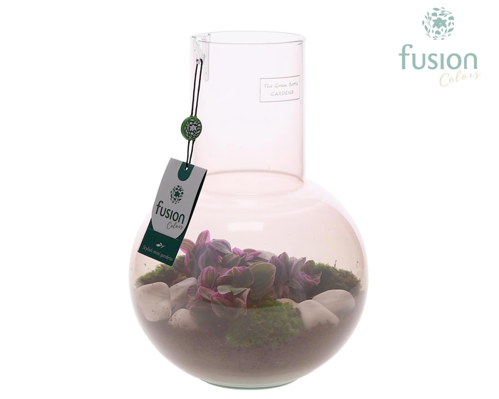 <h4>Green Bottle Suzanne Medium Smoky Pink met Tradescantia</h4>