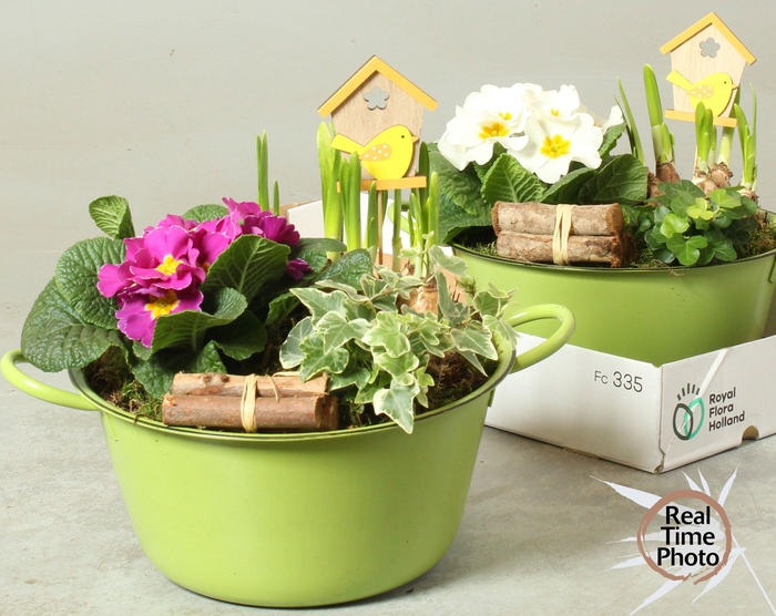 <h4>ARR TUINPLANTEN</h4>