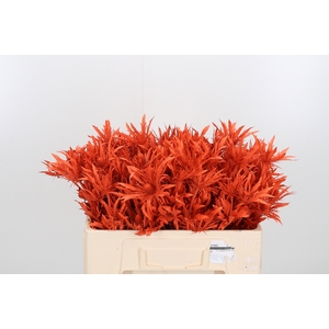 Eryn Orion Kl Bh Oranje