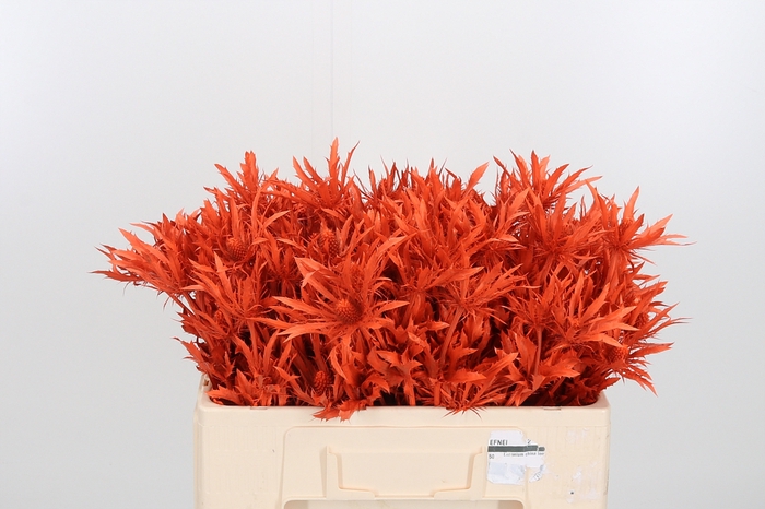 <h4>Eryn Orion Kl Bh Oranje</h4>