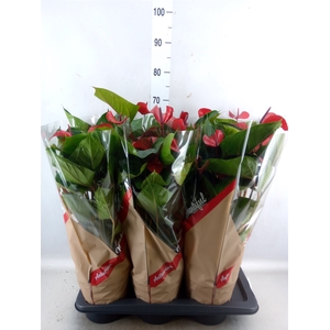 Anthurium  'Deco Red'