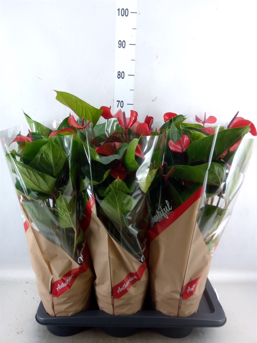 <h4>Anthurium  'Deco Red'</h4>