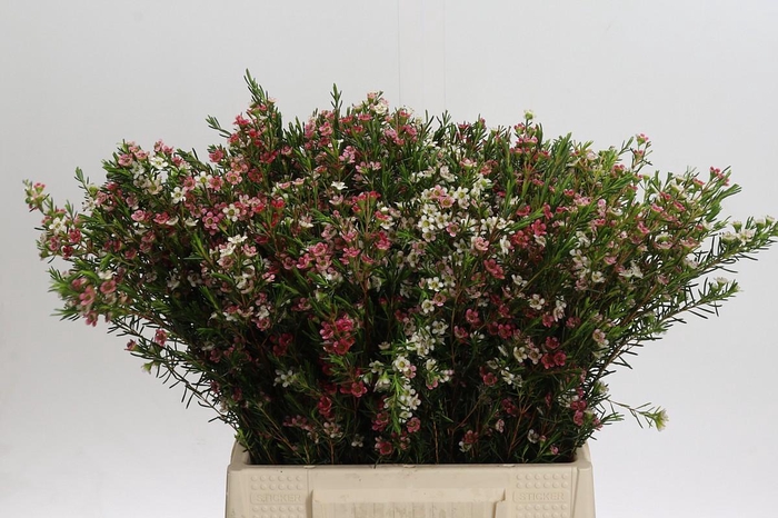 <h4>Chamelaucium My Sweet 16</h4>