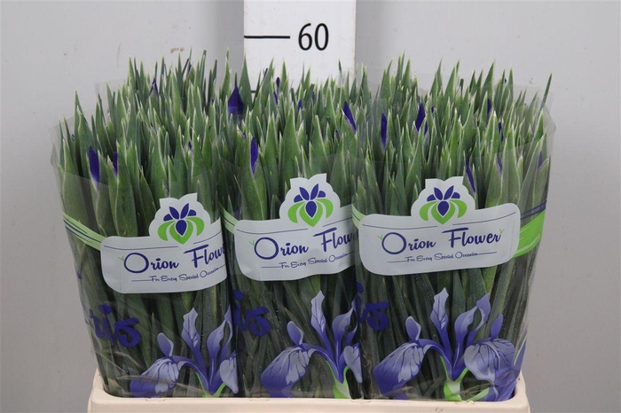 <h4>Iris Hong Kong</h4>