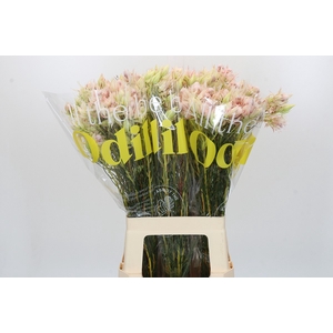 Blushing Bride Pink 2/5 Flowers