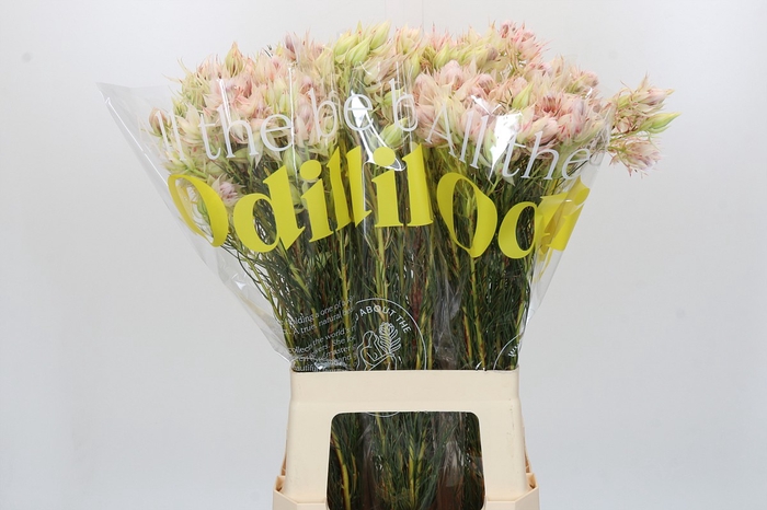 <h4>Blushing Bride Pink 2/5 Flowers</h4>