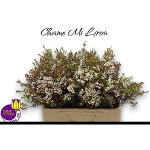 CHAME MI LIRON