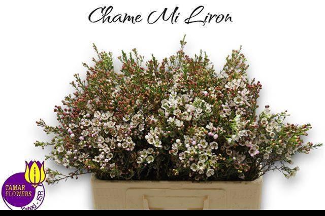 <h4>CHAME MI LIRON</h4>