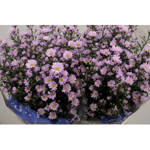 ASTER CLAUDIA 20 GR.
