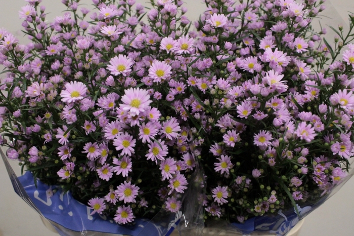 <h4>ASTER CLAUDIA 20 GR.</h4>