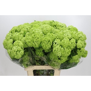 Viburnum Opulus Roseum