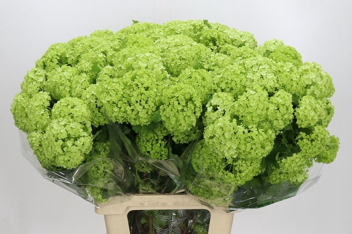 <h4>Viburnum Opulus Roseum</h4>