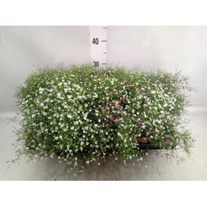 Gypsophila muralis   ...mix /pot