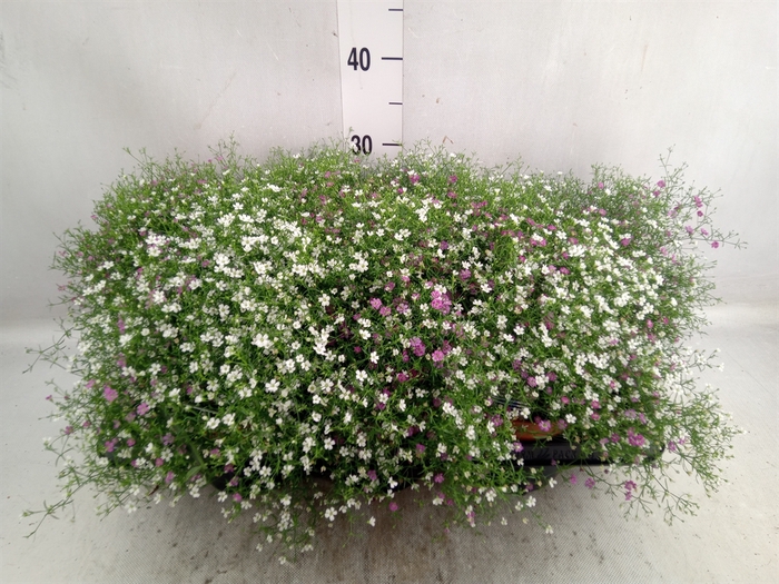 <h4>Gypsophila muralis   ...mix /pot</h4>