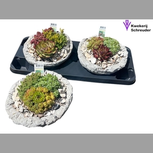 ARR TUINPLANTEN