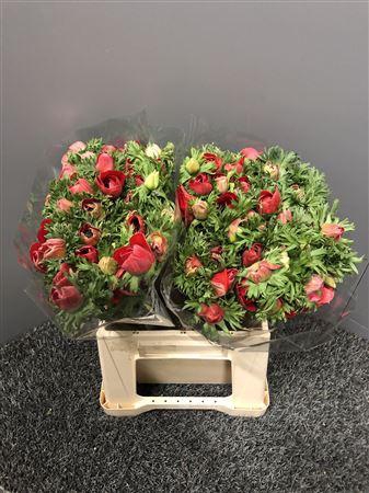 <h4>Anem Ex Red</h4>