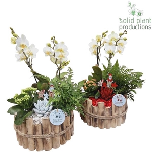 Arrangementen Phalaenopsis mt H%