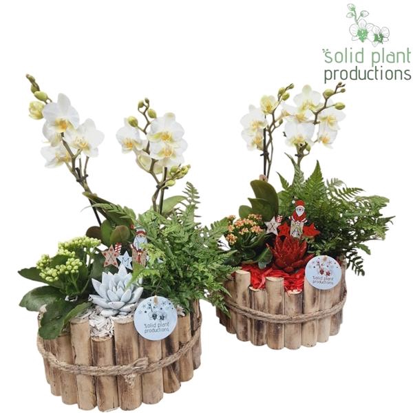<h4>Arrangementen Phalaenopsis mt H%</h4>